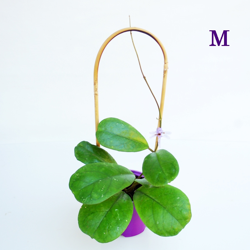 Hoya cv. Viola Eurotropicalplants