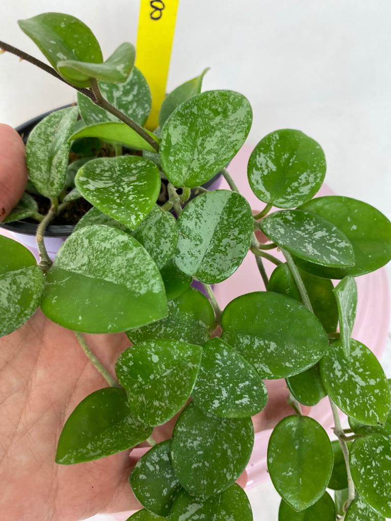 Hoya Mathilde Splash 8 Planta exacta Eurotropicalplants